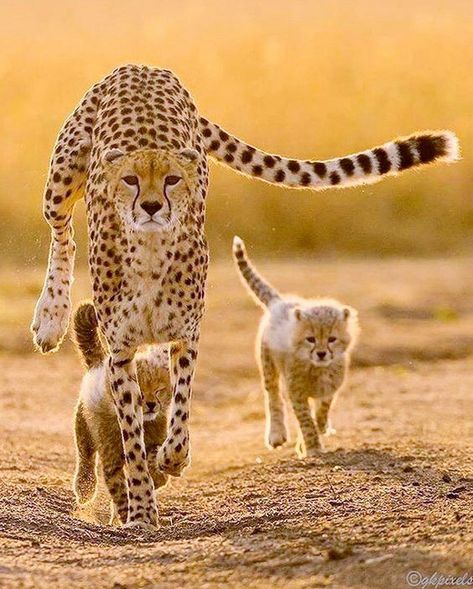 Cheetah Family, Big Cat Family, Cheetah Cubs, Cat Family, Cheetahs, Large Cats, African Animals, Big Cat, Leopards