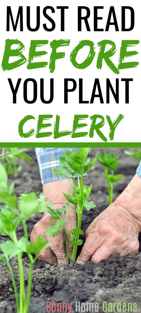 Learn how to grow celery plant from seed in your backyard vegetable garden. How To Grow Celery, Grow Celery, Celery Plant, Backyard Vegetable Garden, Growing Celery, Vegetable Garden Tips, Easy Vegetables To Grow, Backyard Vegetable Gardens, Growing Strawberries