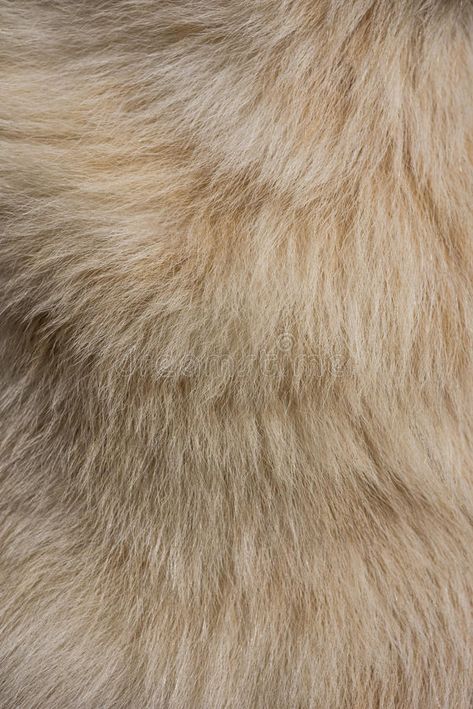 Dog fur texture stock photo Fur Rendering, Fur Texture Painting, Clay Fur Texture, Fur Cloth Background, Animal Fur Texture, Fur Texture, Texture Drawing, Simple Texture, Animal Fur