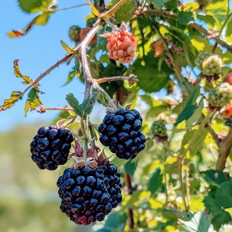 Planting Blackberries In Containers, Blackberry Companion Plants, Container Blackberries, How To Grow Blackberries, Grow Blackberries, Fruit Forest, Blackberry Patch, Thornless Blackberries, Fruit Shrub