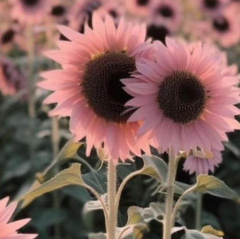 Camillia Bloomsbury on Instagram: "Are these pink sunflowers fake? I wish these were real, but I am afraid they are a scam. I see the seeds on Amazon, but customers said the seeds produced regular yellow sunflowers. There are no respectable seeds companies selling these that I could find. I also saw them on esty, and there wasn't a photo or comment from a buyer saying that they had success with blooms. They are calling these Midnight Oil Sunflowers. I sure wish they were real. I know Burpee ha Midnight Oil Pink Sunflowers, Flower Species, Flower Portraits, Growing Sunflowers, Midnight Oil, Luxury Flower Bouquets, Pink Sunflowers, Sunflowers And Daisies, Yellow Sunflowers