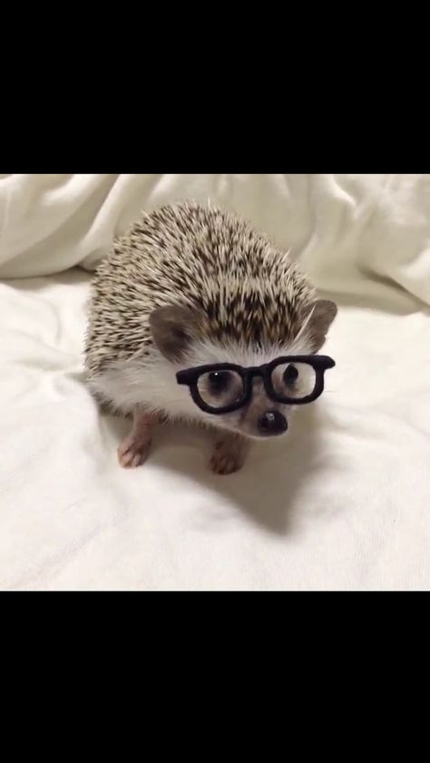 Hedgehog wearing glasses Hedgehog Drawing, Funny Hedgehog, Hedgehog Pet, Cute Bear Drawings, Cute Small Animals, A Hedgehog, Dog Stuffed Animal, Cute Hedgehog, Blog Instagram