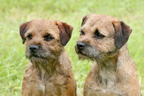 Dogs Cross Stitch, Calm Dog Breeds, Border Terrier Puppy, Brown Dogs, Border Terriers, Patterdale Terrier, Emmylou Harris, Akc Breeds, Embroidery Wall