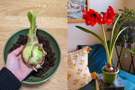 How to Plant Amaryllis Bulbs Indoors for Stunning Christmas Blooms Year After Year - Holiday Magic Hub Amaryllis Bulbs Christmas, How To Care For Amaryllis Bulbs, How To Care For Amaryllis After Blooming, Amaryllis Care After Bloom, Forcing Bulbs, Wax Bulb Amaryllis, Amaryllis Plant, Black Nursery, Christmas Plants