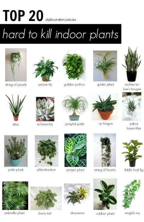 Indoor Office Plants, Best Office Plants, Low Light House Plants, Indoor Plants Low Light, Couches Living, Easy House Plants, Small Indoor Plants, نباتات منزلية, Inside Plants