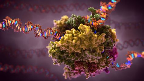 In Autumn, the proteins in our cells, change colors and put on a fantastic display before they flutter softly to the ground… no wait, that’s leaves. Nonetheless, this RNA polymerase sports the latest fall colors, inspired by the view from my windows. RNA Polymerases create strands of RNA from a DNA template in the nucleus. … Dna Ligase, Protein Folding, Rna Polymerase, Photo Macro, Animation Gif, Gene Therapy, Plant Cell, Microscopes, Molecular Biology