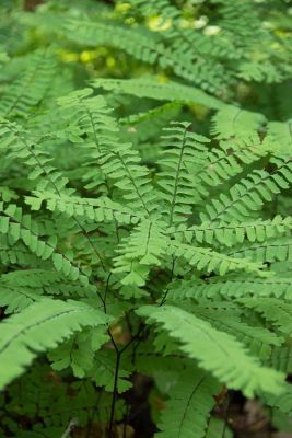 Plants Reference, Prairie Nursery, Black Walnut Tree, Lawn Alternatives, Maidenhair Fern, Woodland Plants, Wedding Backyard, Wild Ginger, Plant Delivery