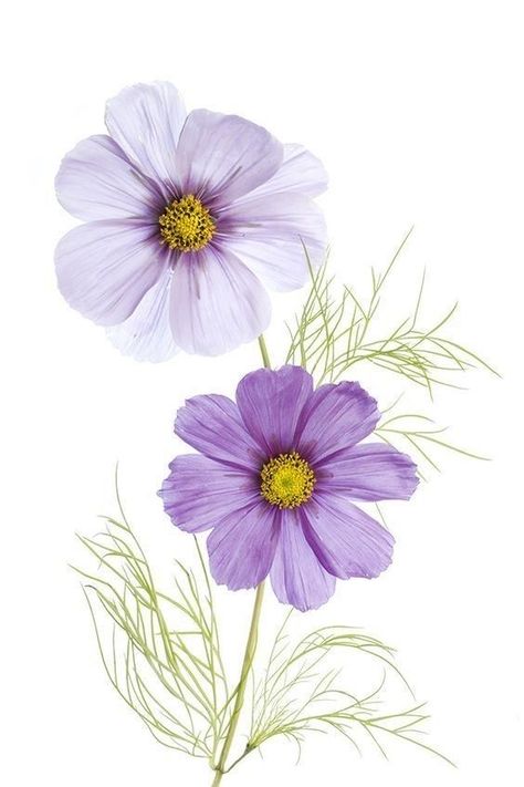 Purple Flowers, Green Leaves, Cosmos, Purple, Flowers, Green