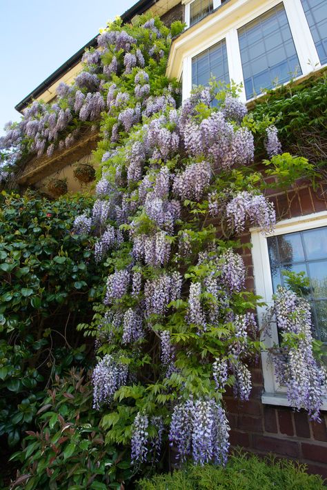 Four Seasons Garden, Chinese Wisteria, Wisteria Sinensis, Wisteria Garden, Wisteria Flowers, Purple Wisteria, Kidney Bean, Mediterranean Garden, June 3rd