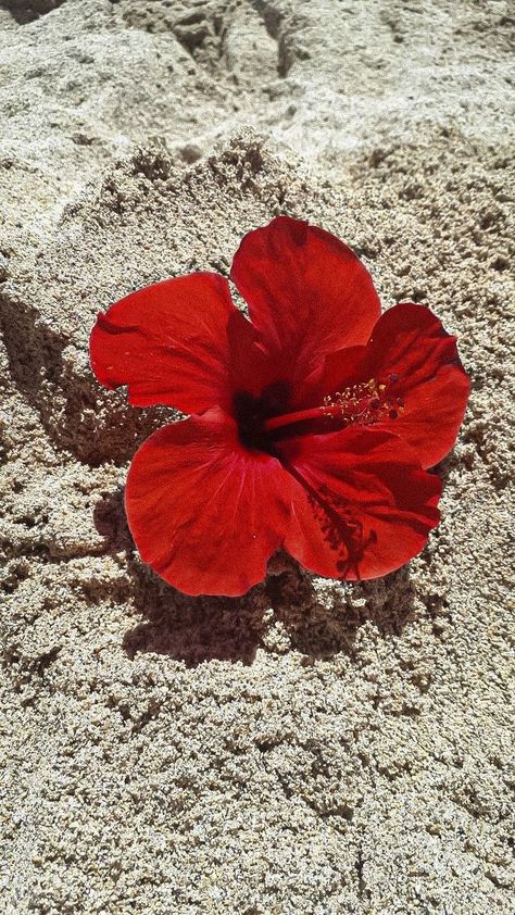 Flor Iphone Wallpaper, Hibiscus Plant, Red Beach, Nothing But Flowers, Flower Therapy, Summer Wallpaper, Red Wallpaper, Red Aesthetic, Exotic Flowers