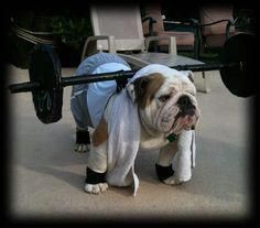 English Bulldog Costume, Teacup Bulldog, Bulldog Halloween Costumes, English Bulldog Pictures, Bulldog Costume, Dog Breeds That Dont Shed, Big Dog Breeds, Bulldog Pics, Tibetan Mastiff