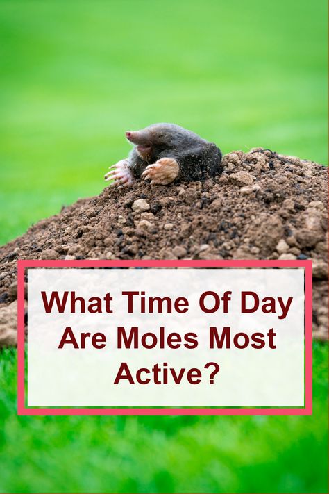 What Time Of Day Are Moles Most Active? Getting Rid Of Moles In Yard, Moles In Yard Get Rid Of, How To Get Rid Of Moles In Yard, Mole Removal Yard, Moles In Yard, Mole Tunnels, Mole Holes, Mole Meaning, Foundation Building