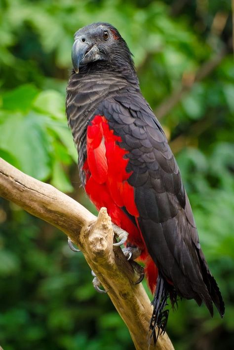 Dracula Parrot, Bird Wings, The Pacific Ocean, New Guinea, Pretty Birds, Birds Of Paradise, Pacific Ocean, The Pacific, Dracula