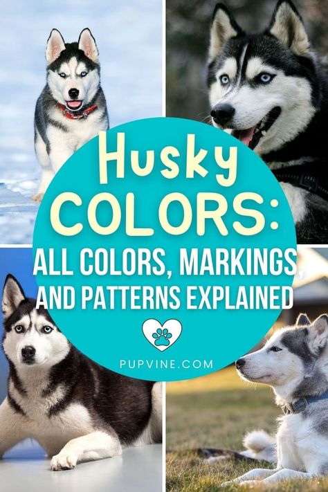 Husky colors: step into the world of Siberian Huskies and discover all the wonderful coat colors and patterns this breed has to offer! Siberian Husky Colors, Husky Tattoo, Husky Colors, Husky Breeds, Designer Dogs, My Husky, Siberian Huskies, Pretty Dogs, Tiny Dogs