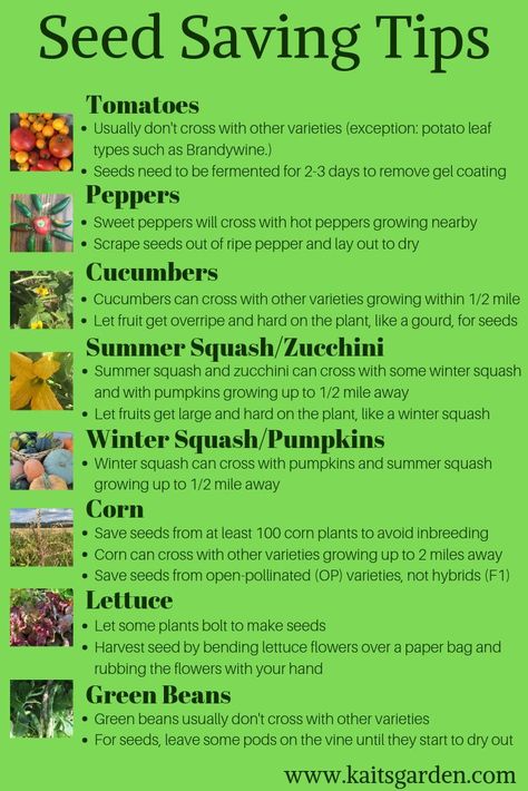 How To Save Seeds, Green Bean Seeds, Save Seeds, Squash Zucchini, Frosé, Bean Seeds, Seed Saving, Diy Gardening, Home Vegetable Garden