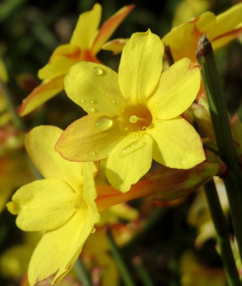 Winter Jasmine Flower, Yellow Jasmine Flower, Growing In Pots, Pothos Plant Care, Winter Jasmine, Lots Of Plants, Hosta Plants, Australian Garden, In Home Garden