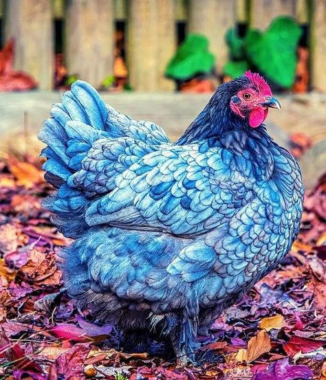 18 Blue Chicken Breeds: Rare, Eggs, Size, Weight, Use, Pictures Australorp Chicken, Blue Chicken, Beautiful Chickens, Hen Chicken, Chicken Lady, Blue Boy, Chicken Breeds, Chickens Backyard, Chicken Coop