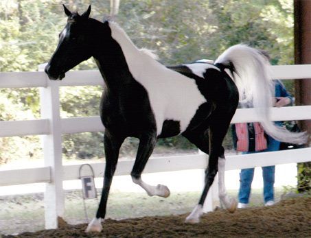 Royal Rogue, is 1999 gelding and triple registered with Half-Arabian, National Show Horse, Pinto Horse Association, and Lifetime Registration with USDF. Loonatics Unleashed, Cheval Pie, Pinto Horses, Horse Coats, Pinto Horse, Show Horse, Dream Horse, Appaloosa Horses, Majestic Horse