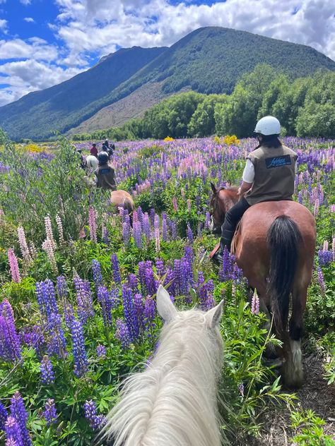 Horse riding and trekking through lupins in Glenorchy, in the south island of New Zealand. This was where the Lord of the Rings (Isengard) was filmed! My white horse is called Shadow New Zealand Horse Riding, New Zealand Lord Of The Rings, New Zealand Lifestyle, New Zealand Spring, New Zealand Aesthetic, Glenorchy New Zealand, Horse Trekking, New Zealand Summer, New Zealand Photography