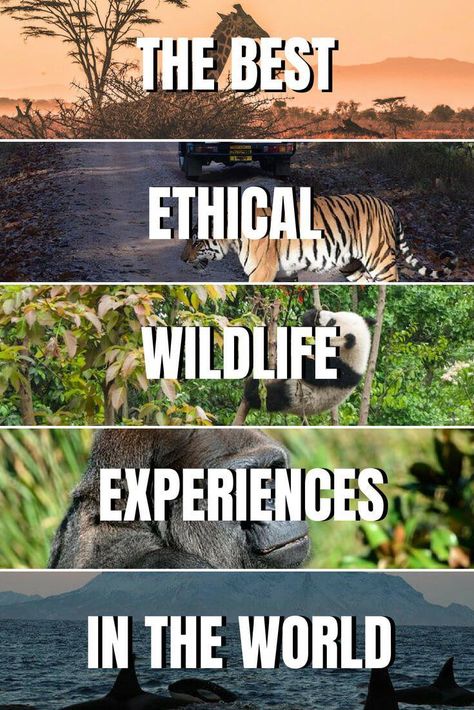 15 Best Wildlife Holidays and Ethical Animal Experiences to add to your travel bucket list! #responsibletravel #wildlife #travelbucketlist Zero Waste Travel, Ethical Travel, Cheap Places To Travel, Animal Experiences, Wildlife Travel, Eco Travel, Eco Friendly Travel, Sustainable Travel, Travel Images