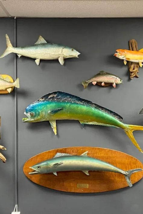 There are more fish taxidermy options than the classic skin mount vs. fiberglass replica. Here are the five best ways to mount a fish. Fish Taxidermy, Fish Mounts, Moving Walls, Fish Face, Striped Bass, Fish Print, Taxidermy, Staging, Fishing