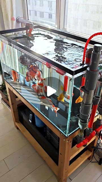 Aquarium Room Ideas, 75 Gallon Aquarium Ideas, Toilet Upgrade, Fish Tank Themes Ideas, Koi Fish Tank, Koi Fish Aquarium, Diy Aquarium Filter, Best Aquarium Filter, Best Aquarium Fish