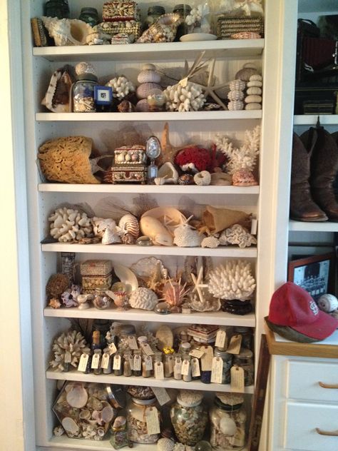 Cute Ways To Store Sea Shells, Sea Shell Collection Display, Seashell Collection Display, Shell Organization, Shell Display Ideas, Shell Collection Display, Sea Shell Collection, Seashell Collection, Seashell Display