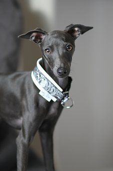 Italian Greyhound Mini Italian Greyhound, Miniature Italian Greyhound, Italian Dogs, Greyhound Puppy, Greyhound Rescue, Italian Greyhound Dog, Apartment Dogs, Cairn Terriers, Norwich Terrier