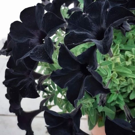 Black Velvet Petunia, Petunia Tattoo, Black Petunias, Gothic Garden, Black Garden, Black Flowers, Gothic House, Flora And Fauna, Petunias