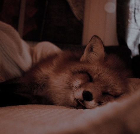 Fox Pictures, Pet Fox, Pretty Animals, Cute Animals Images, Cute Wild Animals, Cute Fox, Red Fox, Animals Images, Pet Names