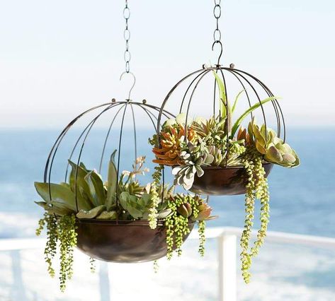 Jamie Durie Hanging Sphere Planters Hanging Garden Ideas, Hanging Plants Diy, Photo Hanging, Small Terrarium, Pallet Planter, Hanging Plants Indoor, Date Photo, Hanging Succulents, Plants Indoor