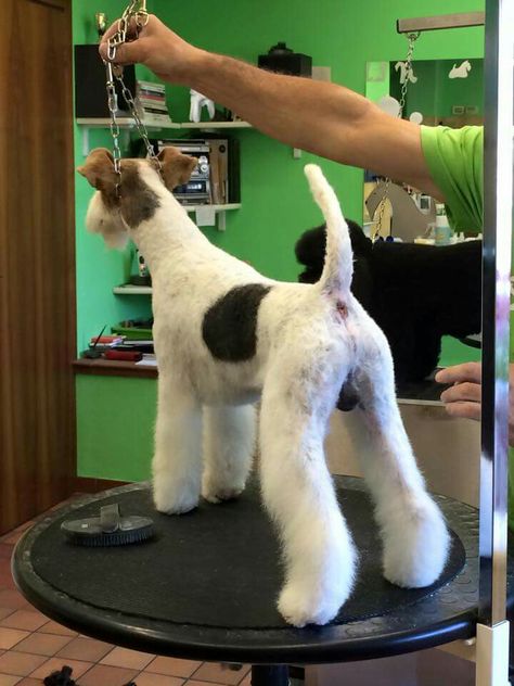 Look at this nicely groomed little bum on this Wire Fox Terrier. Wire Haired Terrier, Wirehaired Fox Terrier, Dog Grooming Styles, Smooth Fox Terriers, Disabled Dog, Dog Grooming Salons, Fox Terriers, Wire Fox Terrier, Grooming Salon