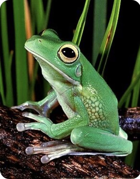 Tree Frogs Cute, White Lipped Tree Frog, Pictures Of Frogs, Frog Photography, Frog Images, Tree Frog Art, Frog Photos, Rainforest Frog, Colorful Frogs