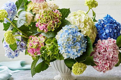 Why Your Southern Grandmother Always Sprayed Her Hydrangeas With Hairspray Hydrangea Colors Palette, Colorful Hydrangea Centerpiece, Arrangement With Hydrangea, Colorful Hydrangea Bouquet, Large Hydrangea Arrangement, Hydrangea Arrangements Centerpieces, Hydrangea Decorations, Hydrangea Table Arrangements, Arrangements With Hydrangeas