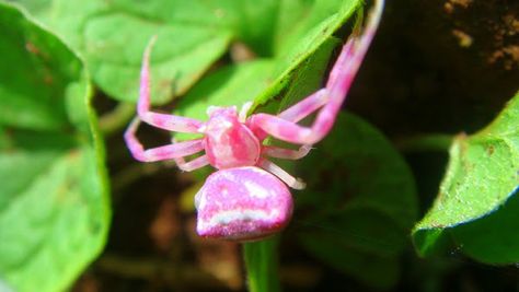 Pink Spider Aesthetic, Pink Tarantula, Pink Jumping Spider, Pink Crab Spider, Japanese Spider Crab, Pink Flower Crab Spider, Bug Games, Crab Spider, Spider Species