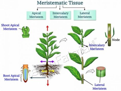 Meristematic Tissue | CBSE Class 9 Chapter 6 Tissues Meristematic Tissue Diagram, Meristematic Tissue, Science Diagram, Tissue Biology, Plant Biology, Science Diagrams, Biology Plants, Irregular Plurals, Pro Create