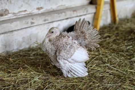 Raising Turkeys, Gamebirds, Baby Turkey, Turkey Time, Hobby Farm, Nice Pic, Farm Ideas, Wild Turkey, Game Birds