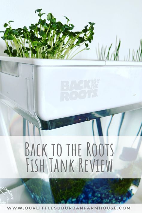 Are you considering purchasing a Back to Roots Aquaponic Fish Tank but not sure if it's right for you? I've been using this product for the past two months and wanted to provide an honest review to help you make an informed decision. #aquaponics #fishtank #backtotheroots Aquaponic Fish Tank, Diy Aquaponics Fish Tank, Hydroponic Fish Tank, Fish Tank Aquaponics, Best Fish For Aquaponics, Suburban Farmhouse, Aquaponics Aquarium, Aquaponics Plants, Aquaponics Fish