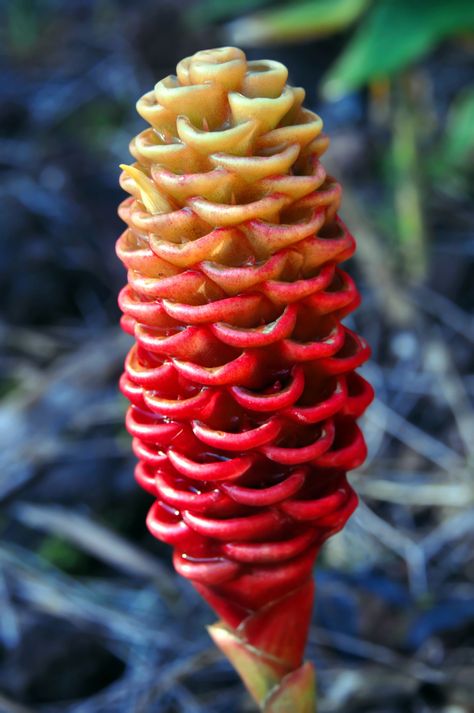 Top 10 Most Beautiful Hawaiian Flowers Ginger Flowers, Awapuhi Shampoo, Shampoo Ginger, Tropical Botanical Garden, Lily Plant Care, Ginger Plant, Ginger Flower, Yellow Hibiscus, Hawaii Tropical