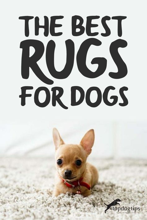 Dog Carpet, Dog Rug, Cheap Dog Beds, Best Rugs, Rubber Carpet, Durable Carpet, Dog Pee, Cheap Dogs, Cool Dog Beds