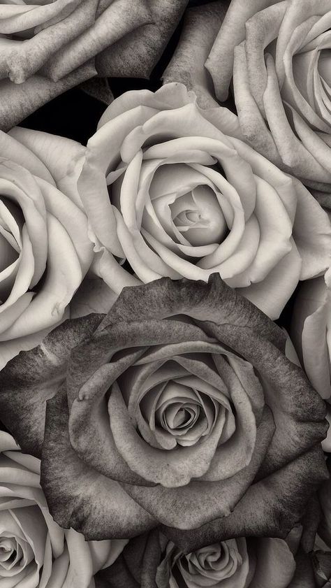 Black and white floral ~ wallpaper/background/lock screen Lock Screen, Roses, Screen, Black And White, Iphone, White, Black