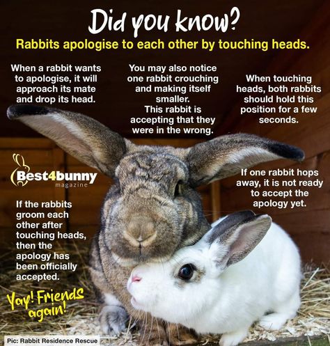 Bunny Behavior, Rabbit Tips, Bunny Care Tips, Bunny Things, Rabbit Facts, Rabbit Behavior, Funny Bunny Videos, Rabbit Stuff, Rabbit Habitat