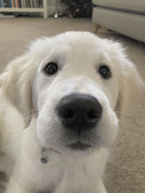 White Dog Breeds, English Cream Golden Retriever, Cream Golden Retriever, Cute Dog Breeds, White Labrador, English Cream, Golden Retriever Mix, Dream Pet, Golden Puppy