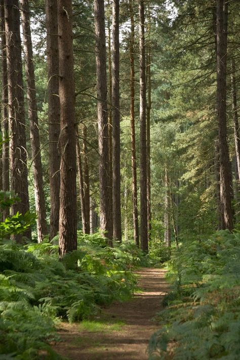 Pine Forest Aesthetic, Forest Town Aesthetic, Sherwood Forest Aesthetic, Pine Woods Forest, Pine Forest Photography, Dark Pine Forest Aesthetic, Medieval Germany, Forest Park Portland, Relaxing Photos