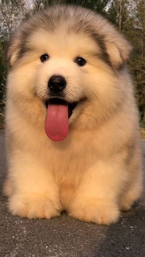 Cute Fluffy Puppies, Chubby Baby, Cute Fluffy Dogs, Cute Dogs Images, Cutest Dogs, Super Cute Puppies, Cute Small Animals, Cute Dog Photos, Cute Animals Puppies