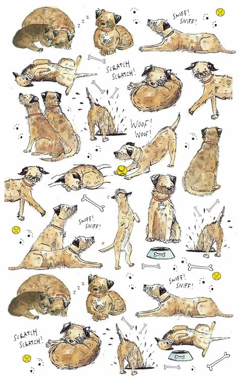 Border Terriers, Irish Terrier, 강아지 그림, Border Terrier, Cairn Terrier, American Pitbull Terrier, Dog Illustration, Dog Training Obedience, Happy Art