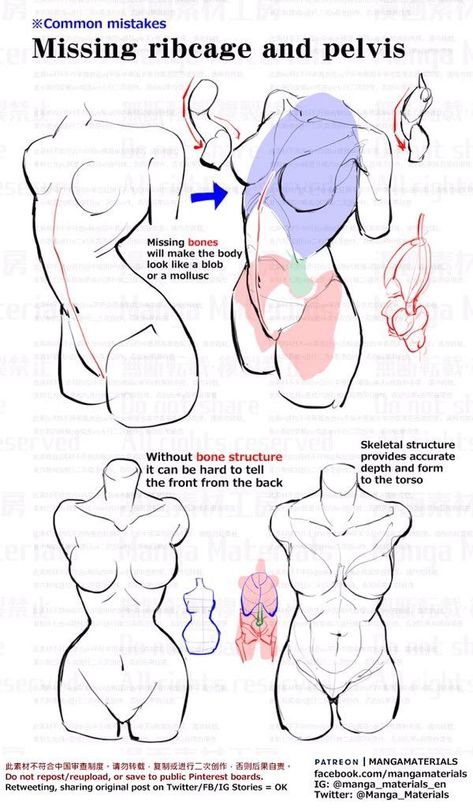 Manga Materials, Female Anatomy Reference, Anatomy Tutorial, Human Anatomy Drawing, Body Drawing Tutorial, Human Anatomy Art, Anatomy Sketches, Anatomy For Artists, Body Reference Drawing