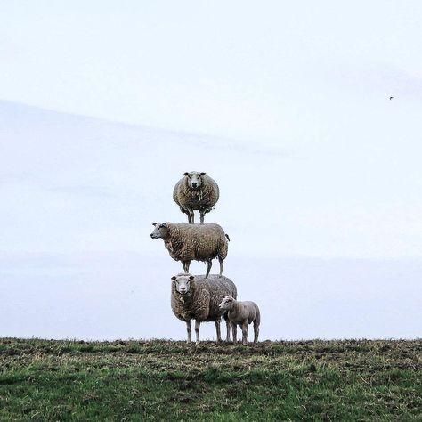 Instagram on Instagram: “Photo Illustration by @nappyc A tower of sheep = pure #WHPjoyful 🐑” Countryside Animals, Cute Products, Animals Cute, Photo Illustration, Farm Animals, Animals And Pets, Animal Pictures, Animals Wild, Animal Art