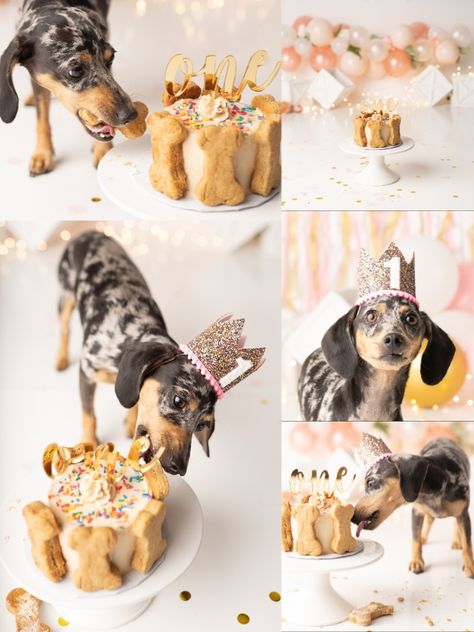 Dog Cake Smash Pet Photography, Pet Photoshoot Studio, Dog Cake Smash, Dog Photoshoot Birthday, Dog Studio Photoshoot, Dog First Birthday Pictures, Birthday Dog Pictures, Dog Birthday Photoshoot Ideas, Dog Birthday Photo