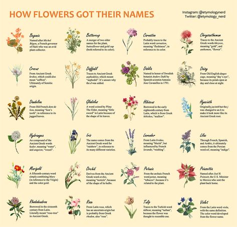 Flower Species, Harvard Students, Word Origins, Old English Words, Greek Names, Name Origins, Flower Meanings, How To Create Infographics, Flower Names